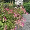 Sanguisorba obtusa 'Lilac Squirrel' - Tömp punanupp 'Lilac Squirrel' P9/0,55L